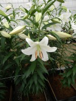 [5267 Casa Blanca VOF TL No02.JPG]